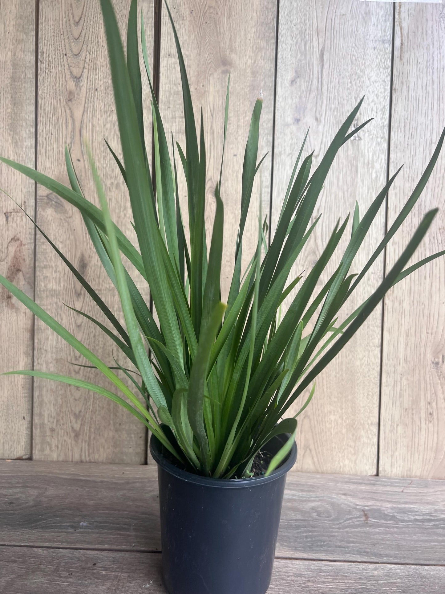 White African Iris, Dietes Iridioides, Fortnight Lily, African Iris White in 6" Pot