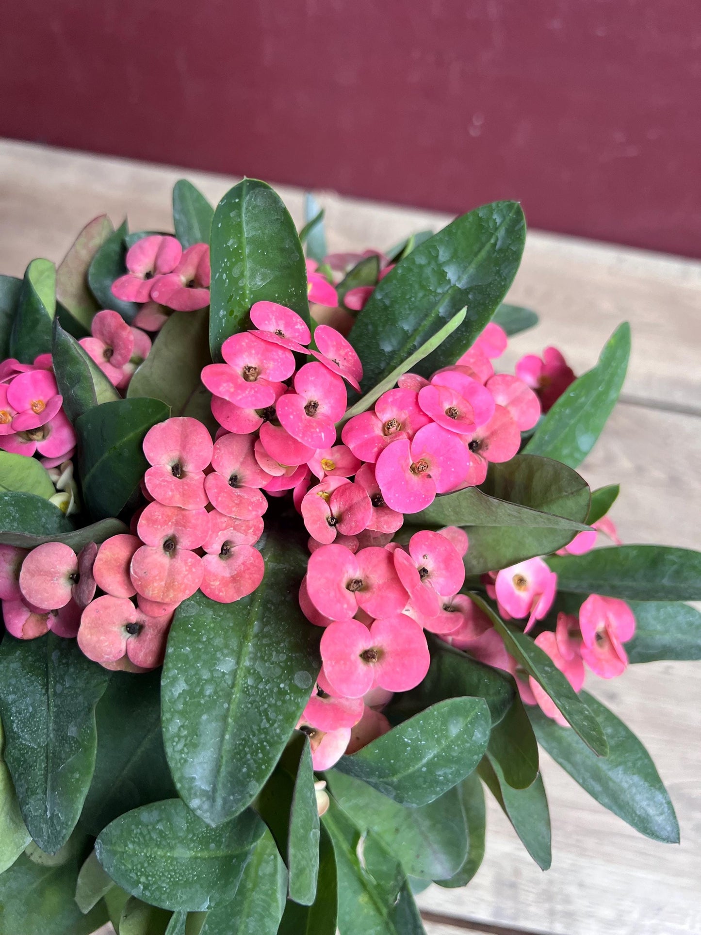Crown of Thorns, Pink in 6" Pot, Euphorbia milii