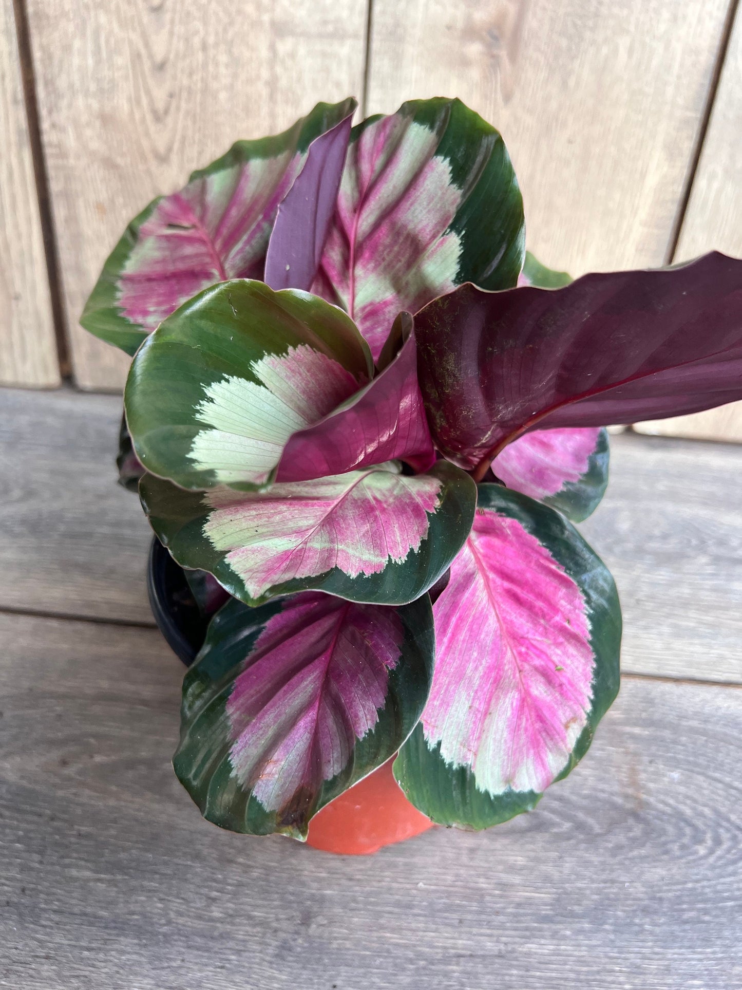 Calathea roseopicta ‘Rosy’ in 6" Pot, Rossy