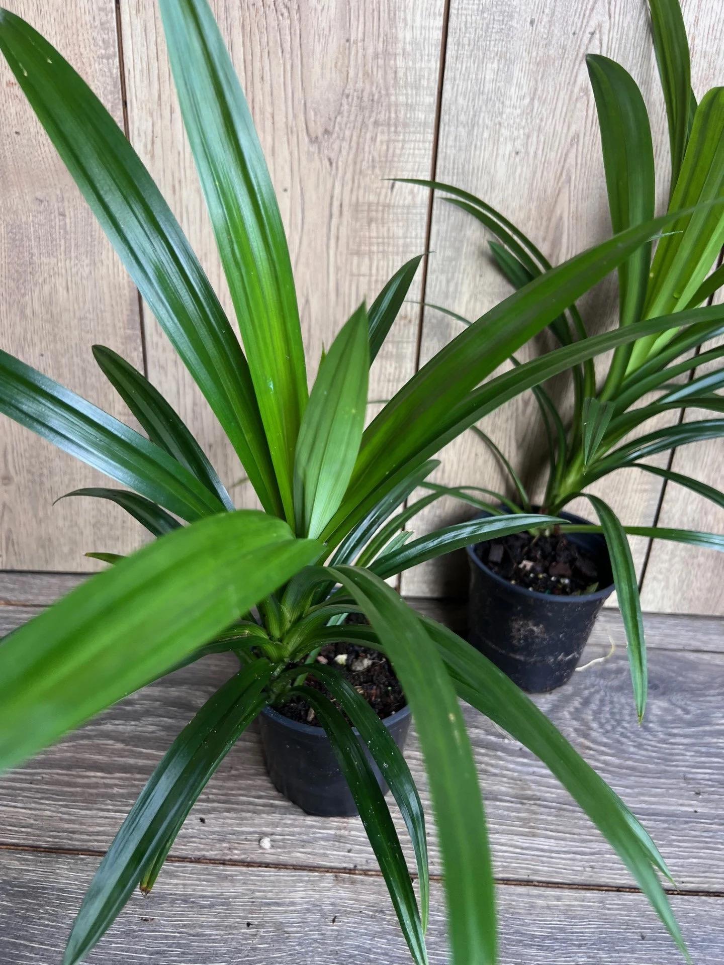 Pandan Plant, pandanus, pandan in 4" pot