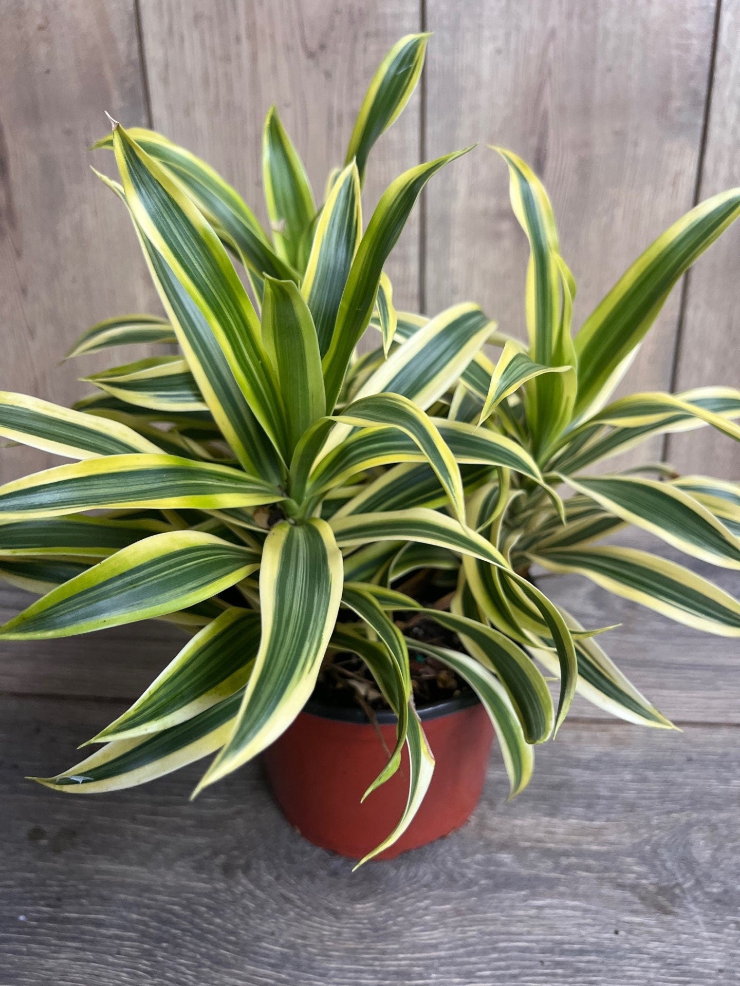 Song Of India, 6" Pot, Dracaena reflexa.