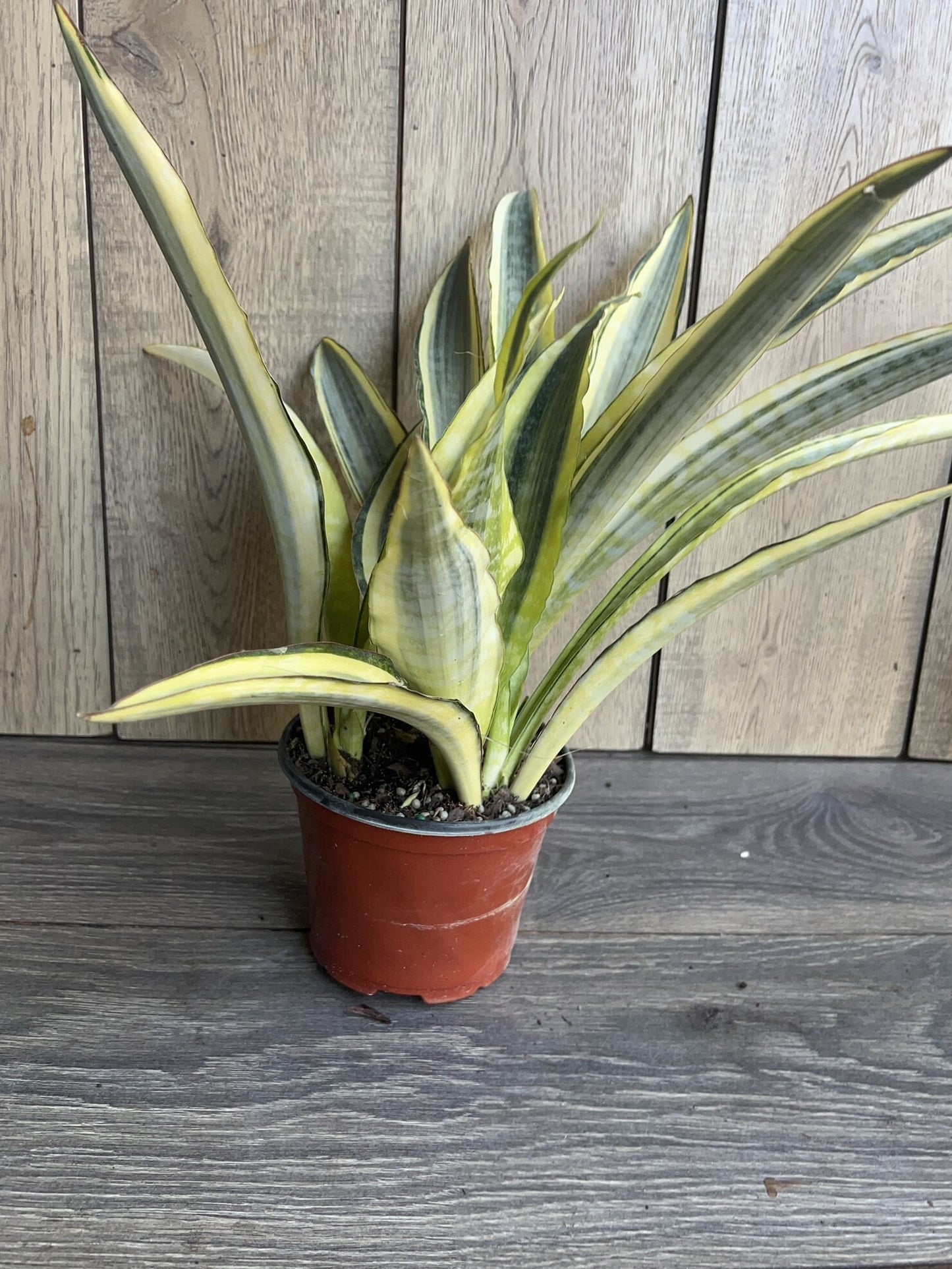 Sansevieria Lauren in 6" pot, rare