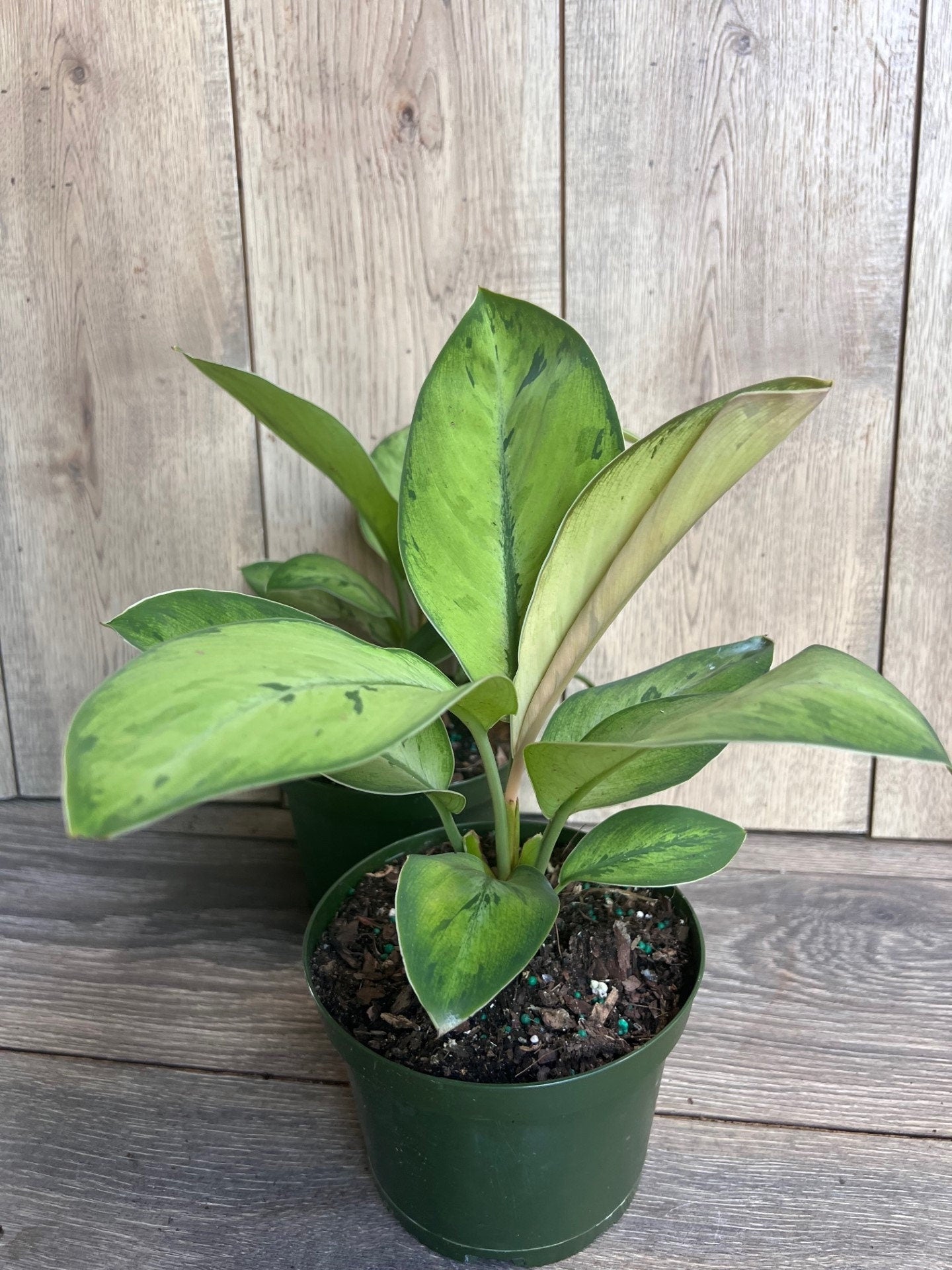 Homalomena Shelby, homalomena in 6" Pot