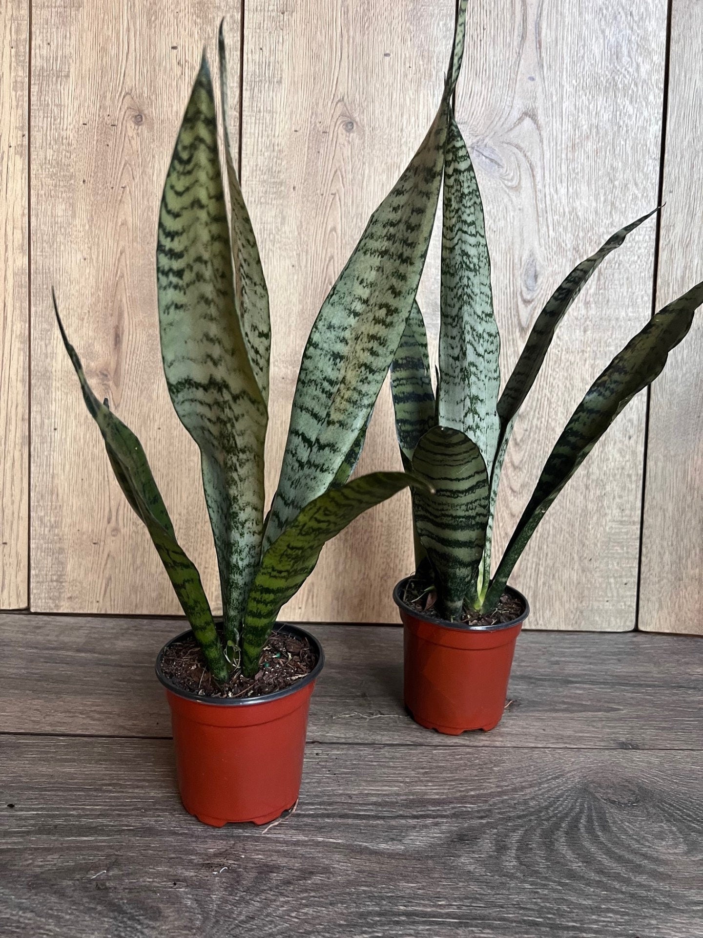 Sansavieria Zeylanica, in 4"pot, snake plant