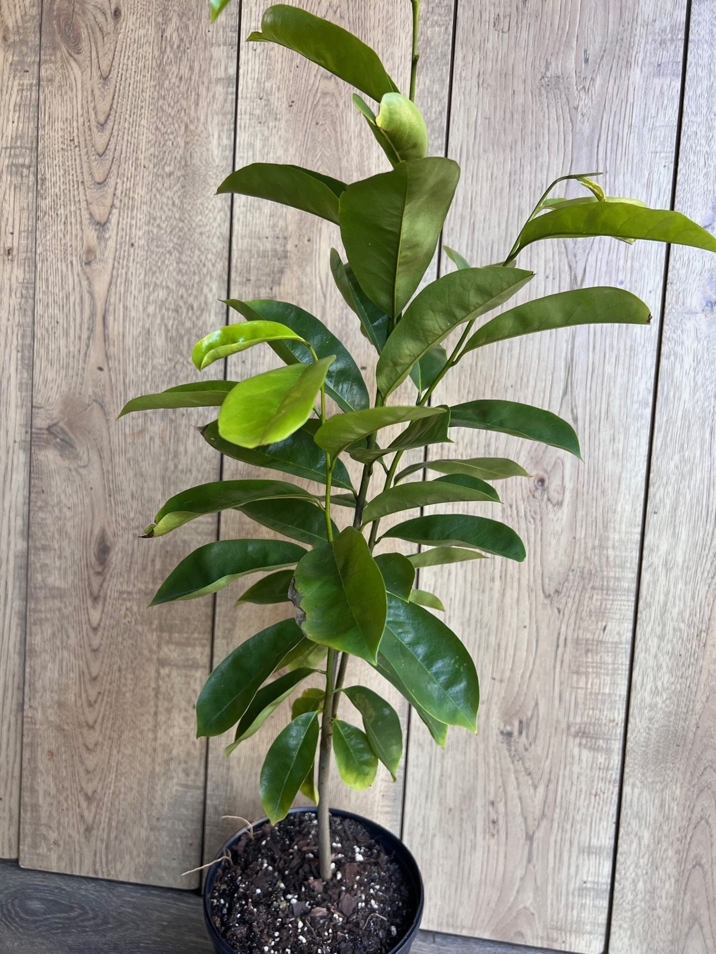 Soursop Tree, guanabana in Half gallon pot , Sirsak, Anona Muricata
