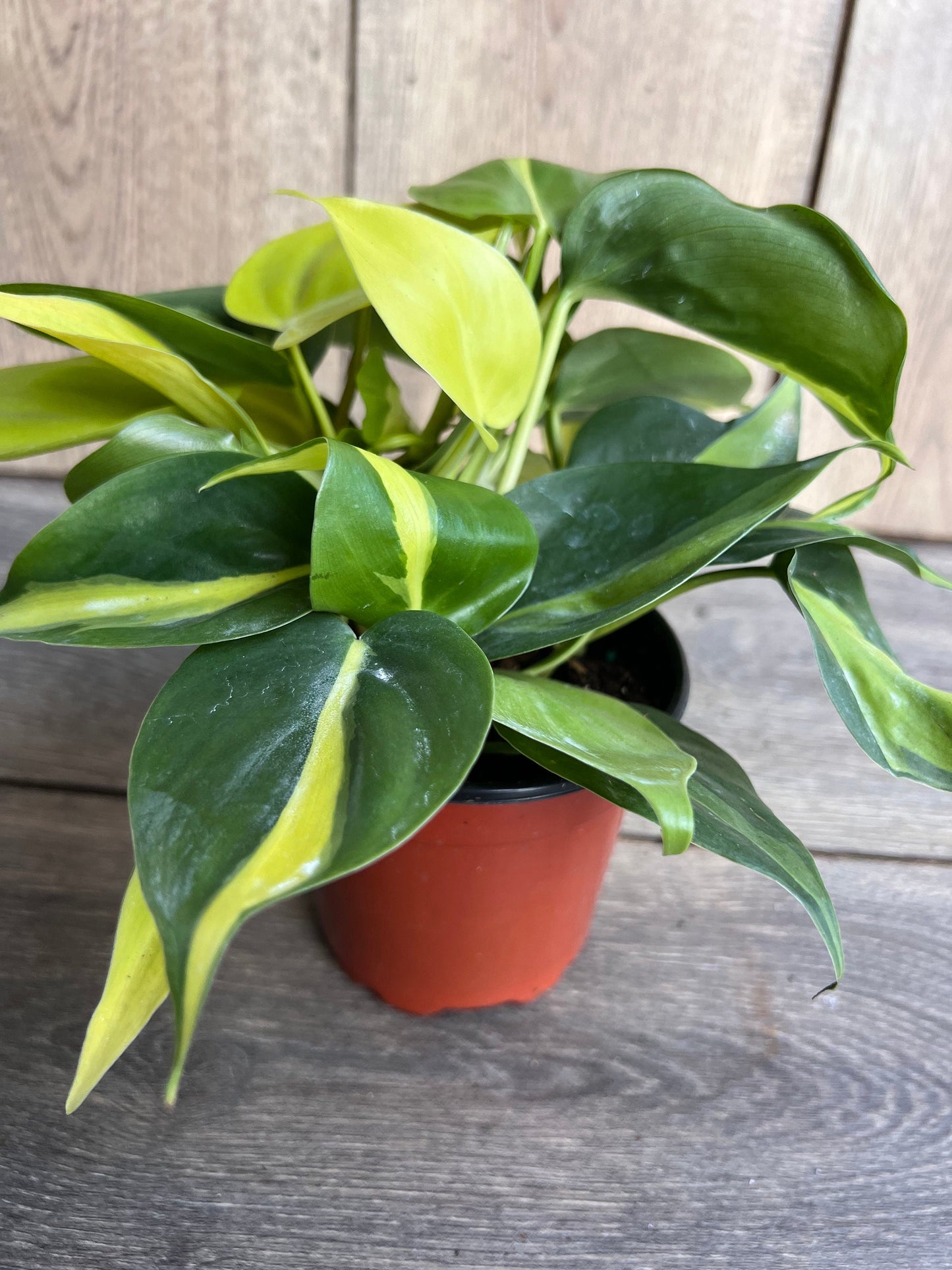 Philodendron Brasil. in 4” pot, philodendron hederaceum,trailing plant, house plant, variegated heart shaped philodendron