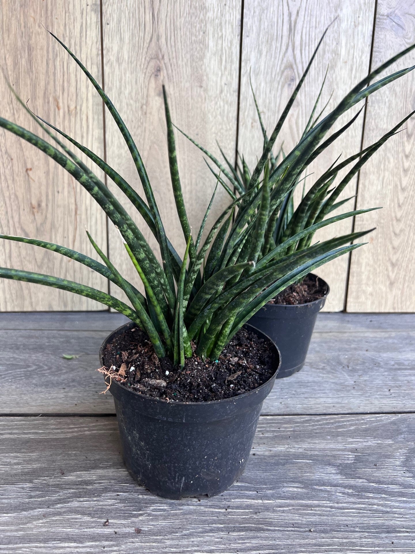 Sansevieria Fernwood, Sansevieria Mikado in 6" inches pot - live air purifying plant