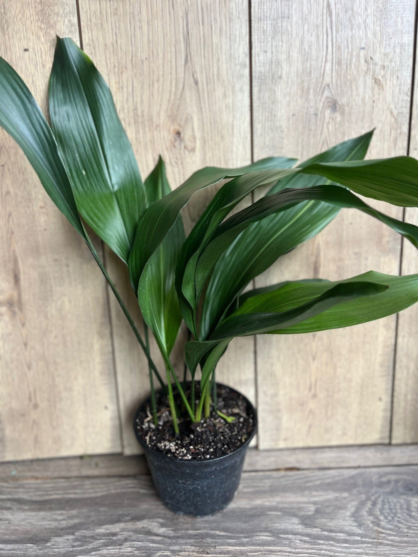 CAST IRON PLANT - Aspidistra elatior - 6" pot