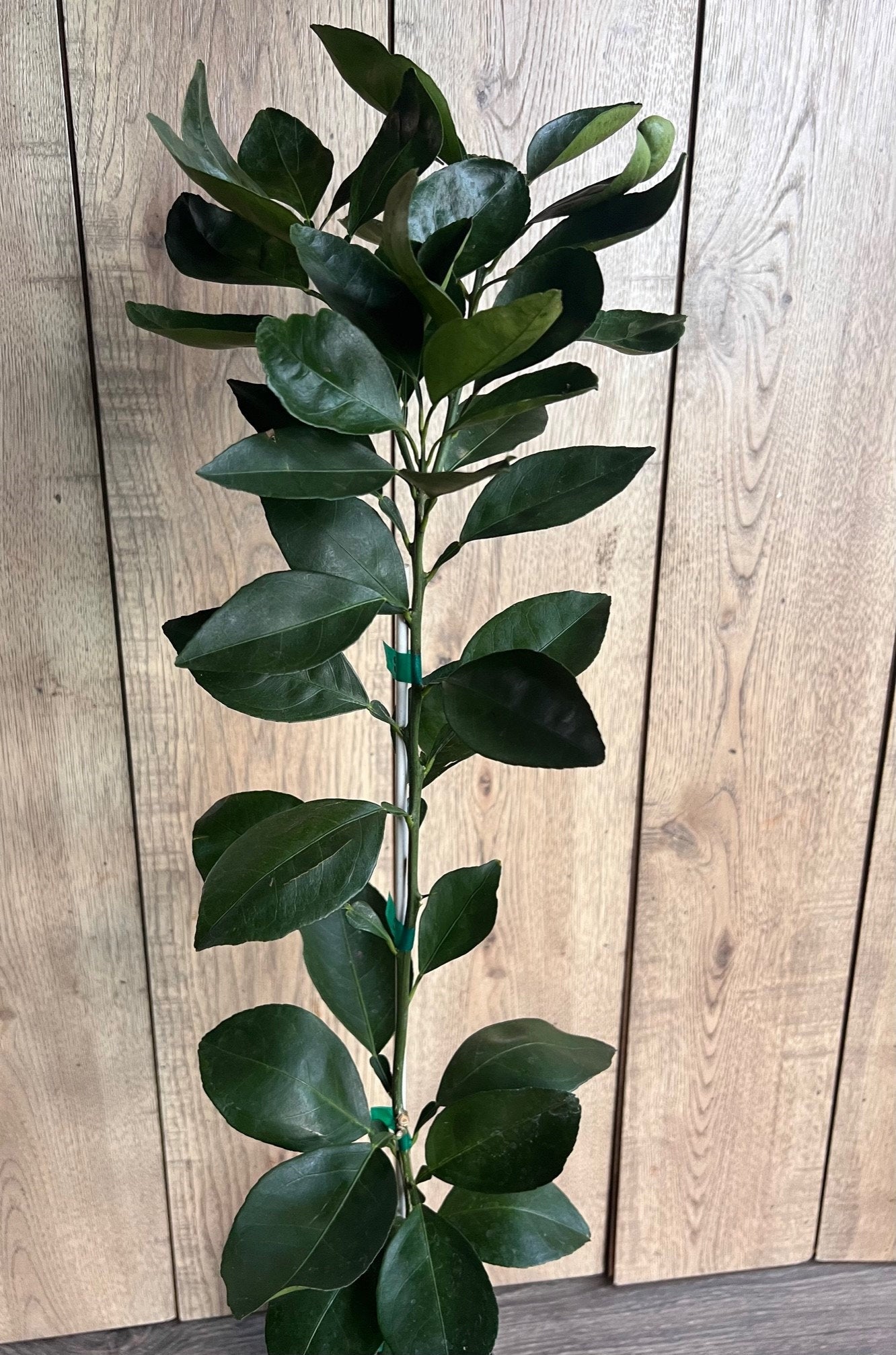 Shiranui Dekopon Mandarin Orange tree in Half Gallon Pot, Shiranui, Tangerine GRAFTED, Florida Shipping Only