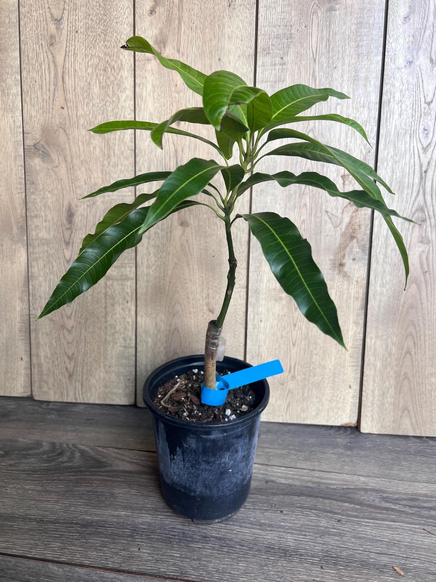 Grafted Manila Mango in 1/2 Gallon Pot
