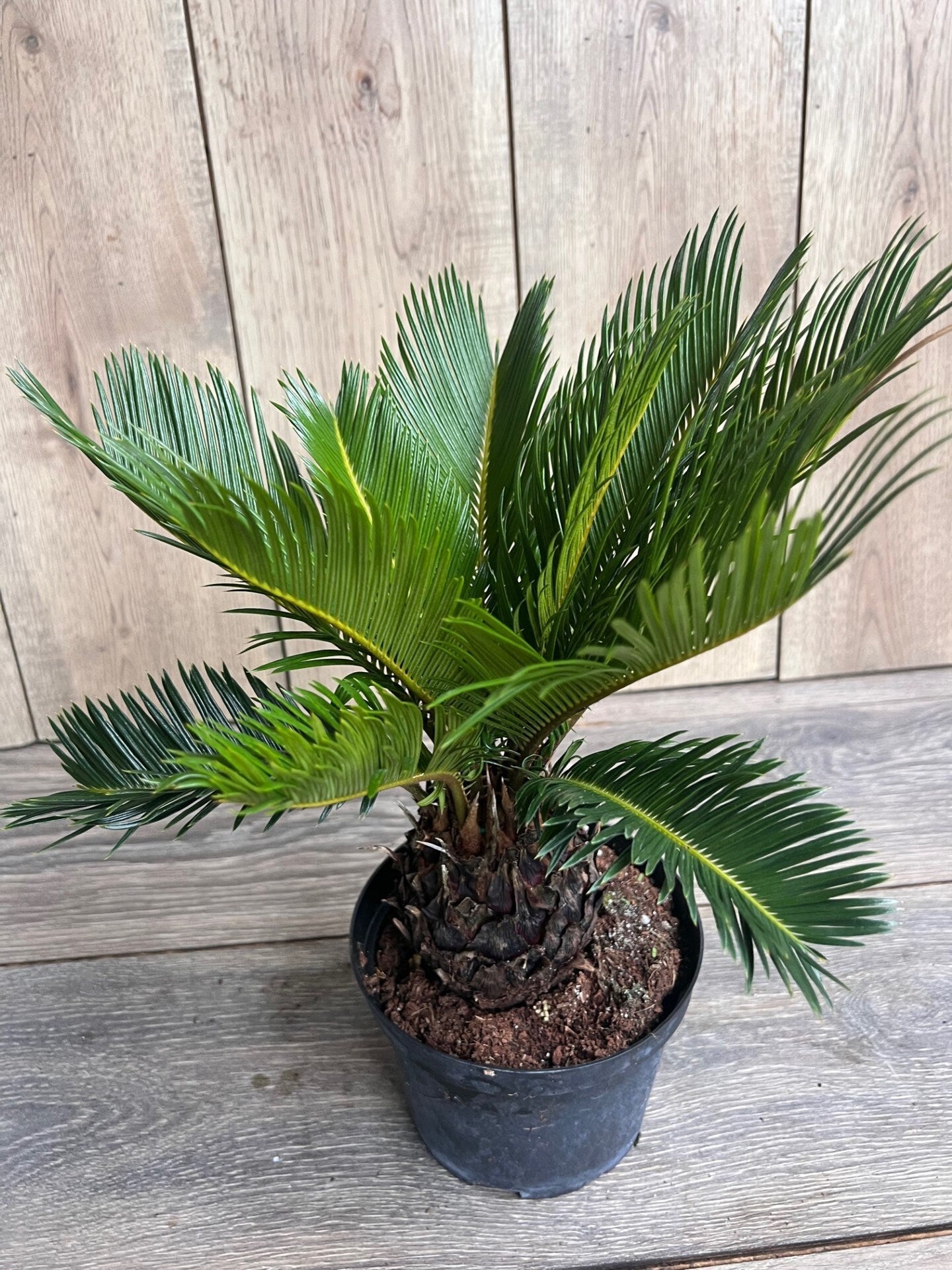 King Sago Palm 6" inch pot, Cycas revoluta