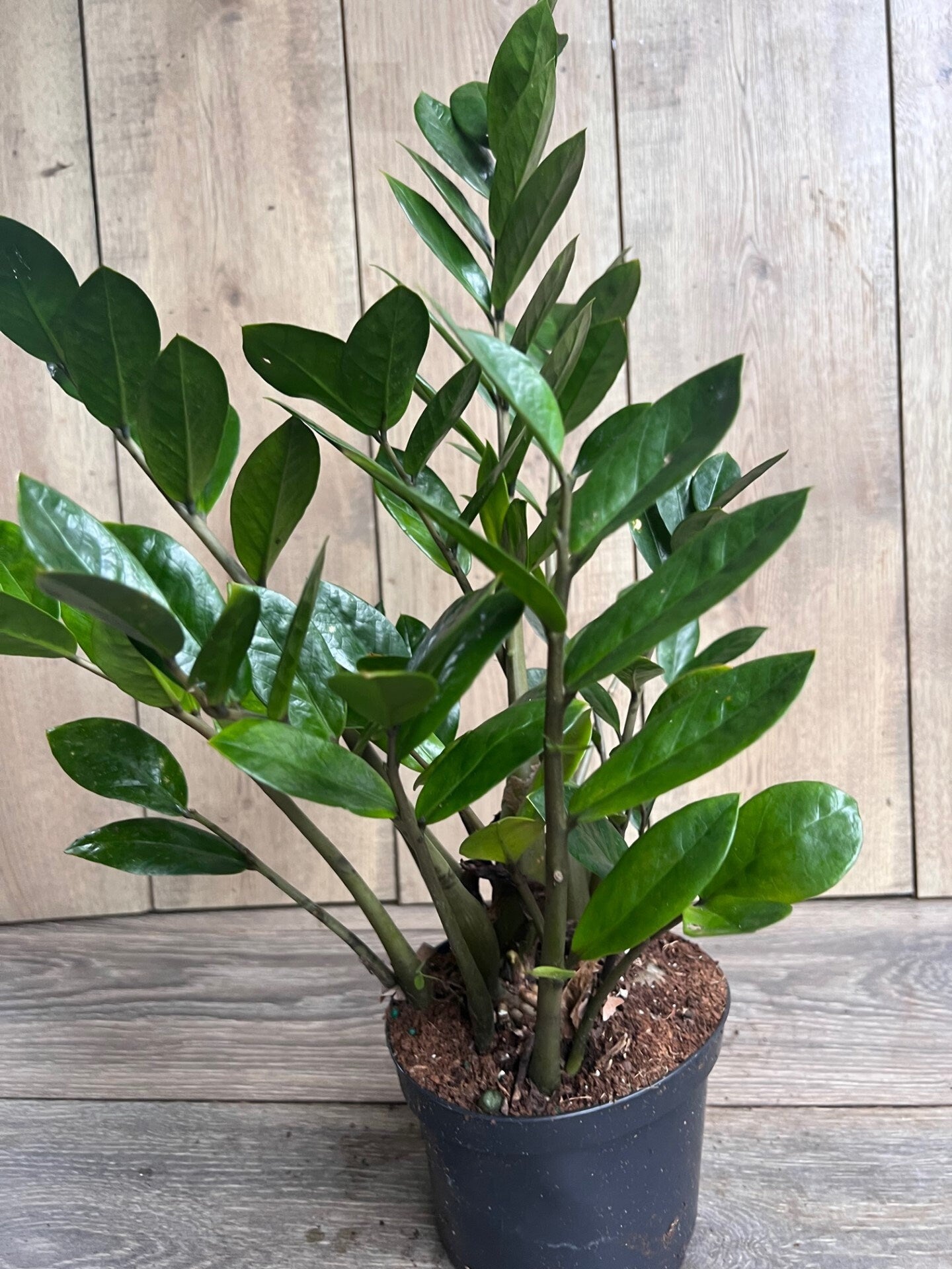 Zamioculcas Zamiifolia , ZZ Plant, in 6" Pot