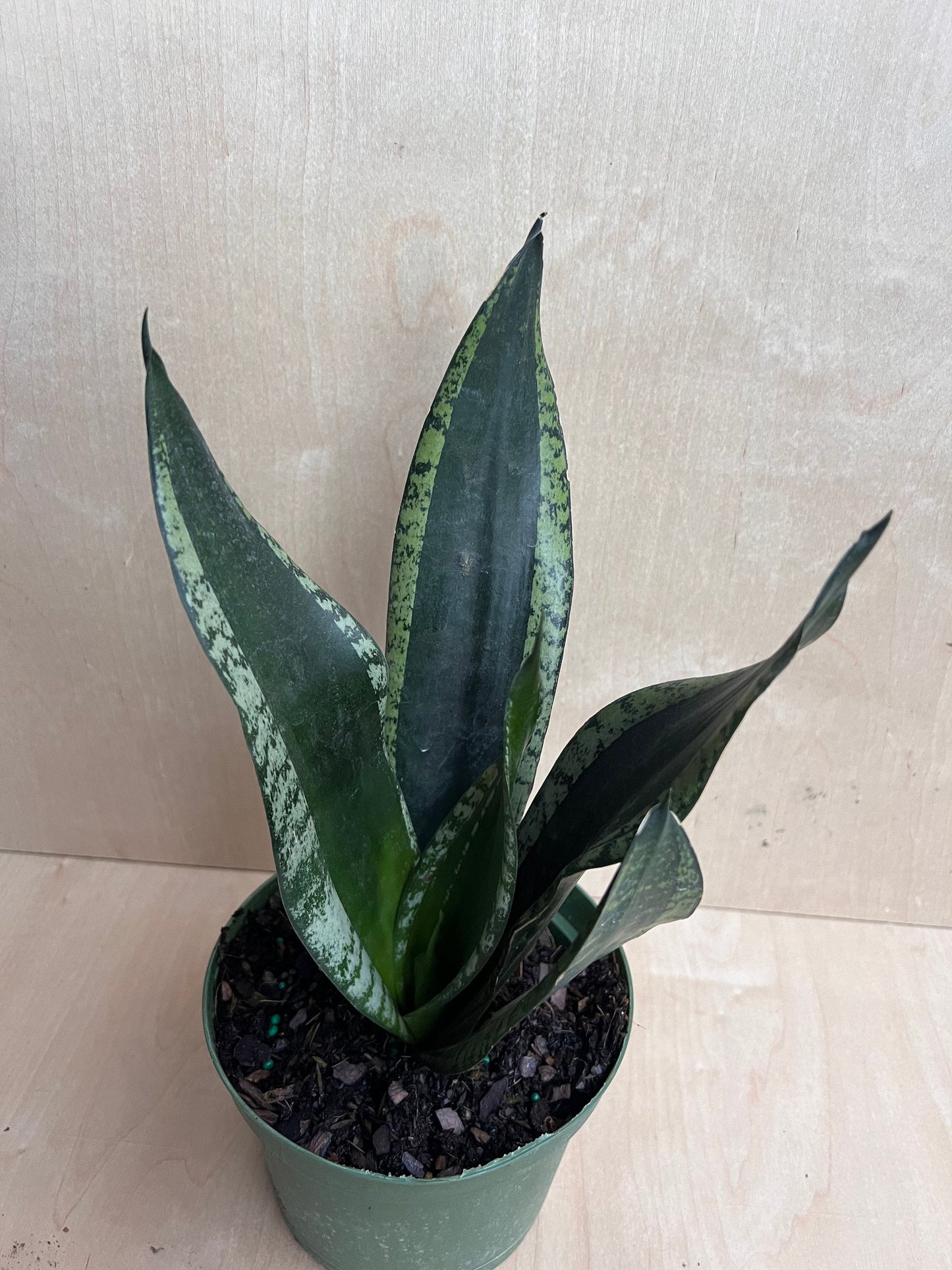Sansevieria Whitney, Sansevieria Silver Flame, in 6" Inches pot, Mother in law