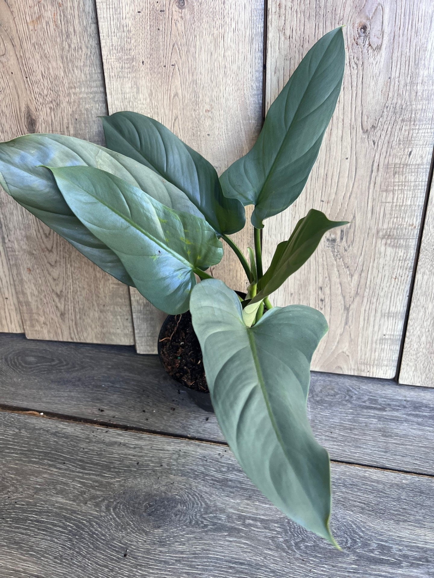 Philodendron SIlver Swords, Philodendron Hastatum in 6" pot