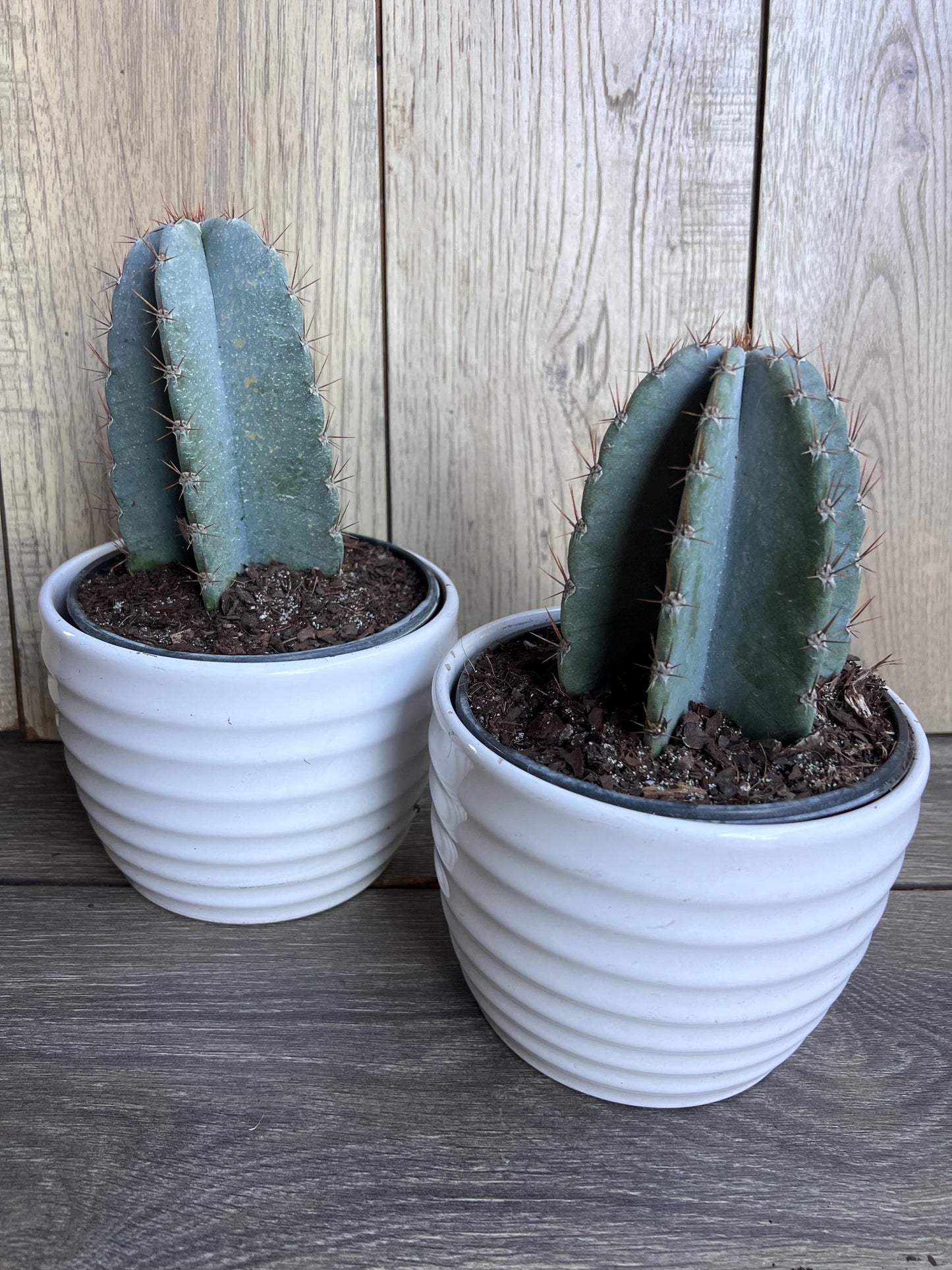 Cereus Peruvianus Cactus in 6" Pot, Giant Peruvian Apple Cactus