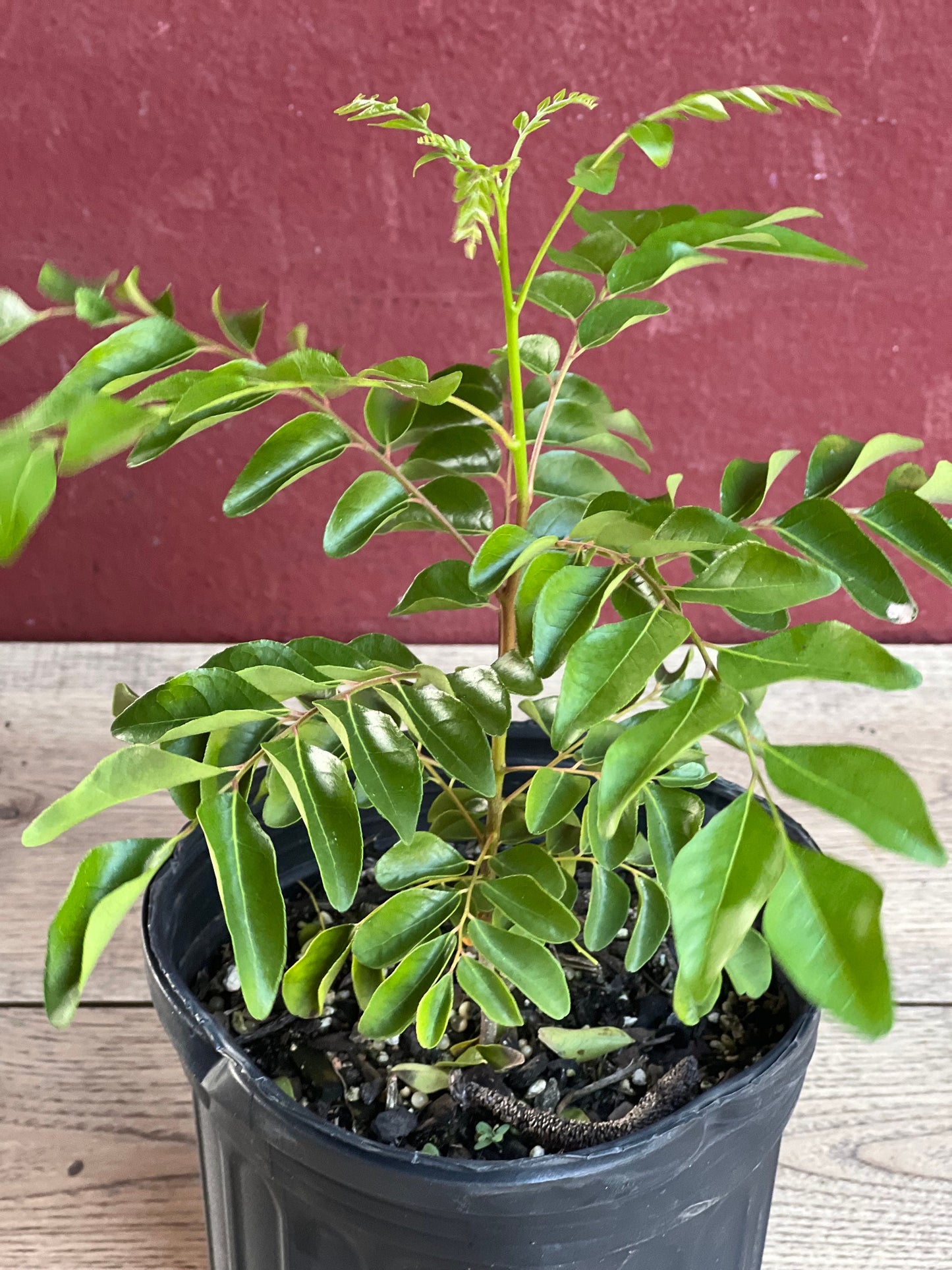 Curry Leaf Plant, Murraya Koenigii, in 6" Pot. No ship to CA or HI