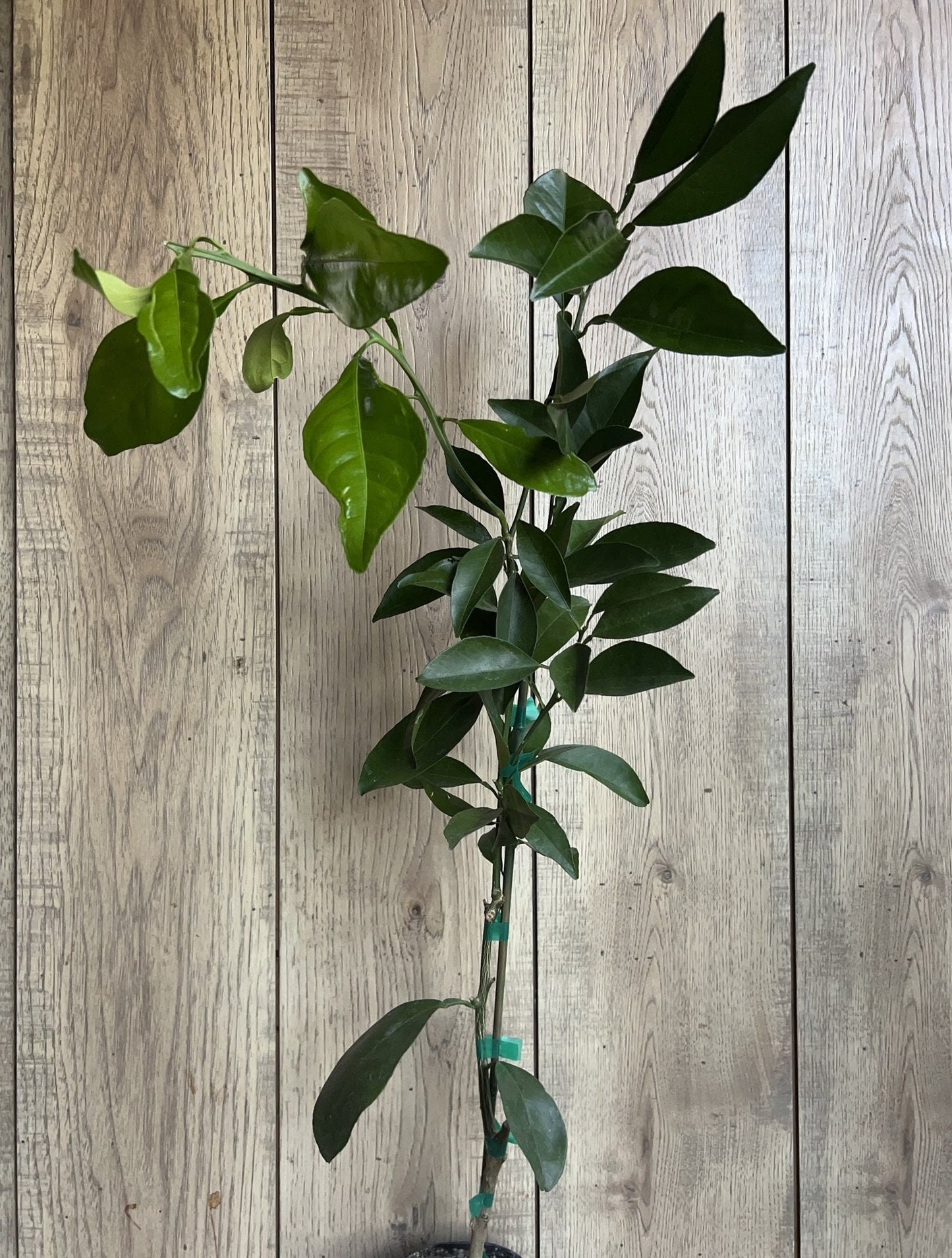 Washington Navel Orange Tree in half Gallon Pot, Grafted, Florida Shipping Only