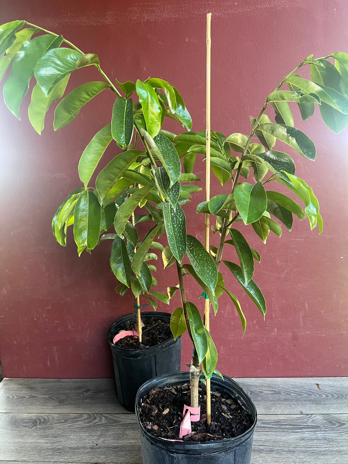 Soursop Tree, guanabana in 3 gallon gallon pot ,grafted, Sirsak, Anona Muricata, No Ship to CA and HI