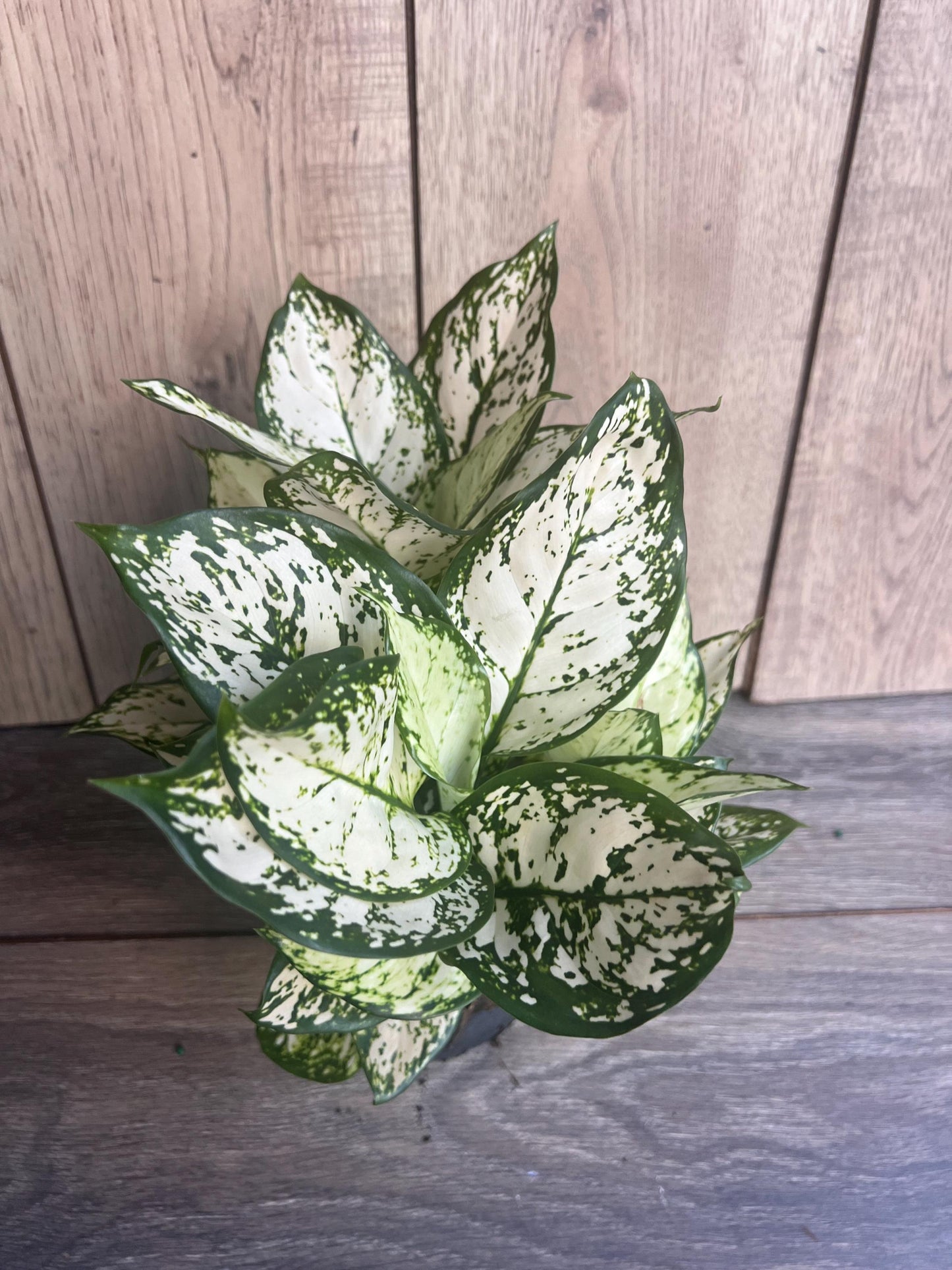 Aglaonema Variegata pearls in 6", commutatum Pearls
