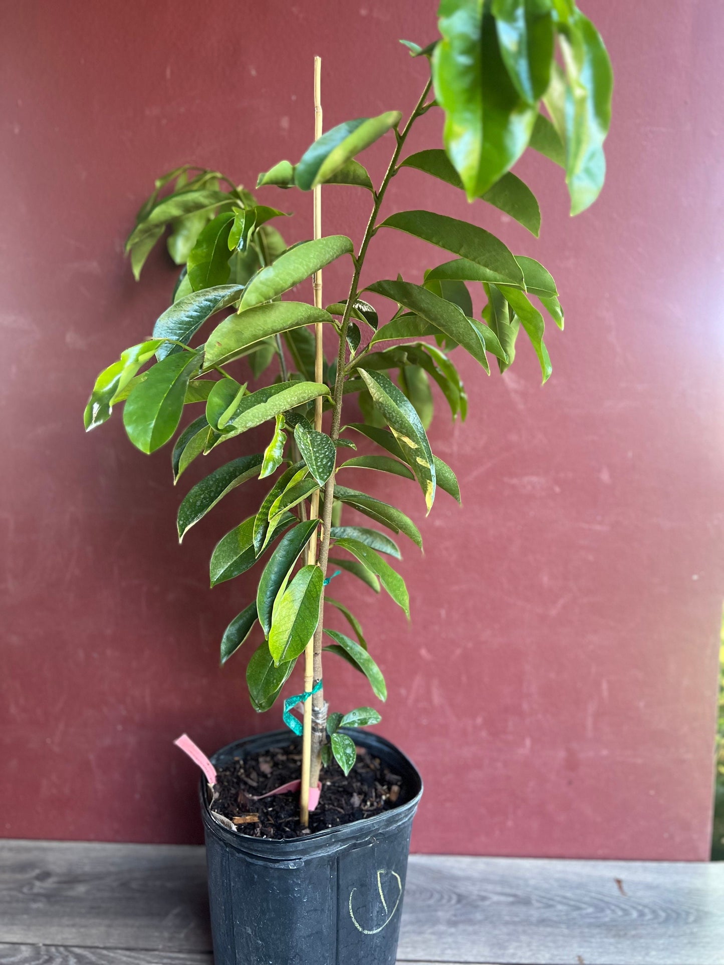 Soursop Tree, guanabana in 3 gallon gallon pot ,grafted, Sirsak, Anona Muricata, No Ship to CA and HI