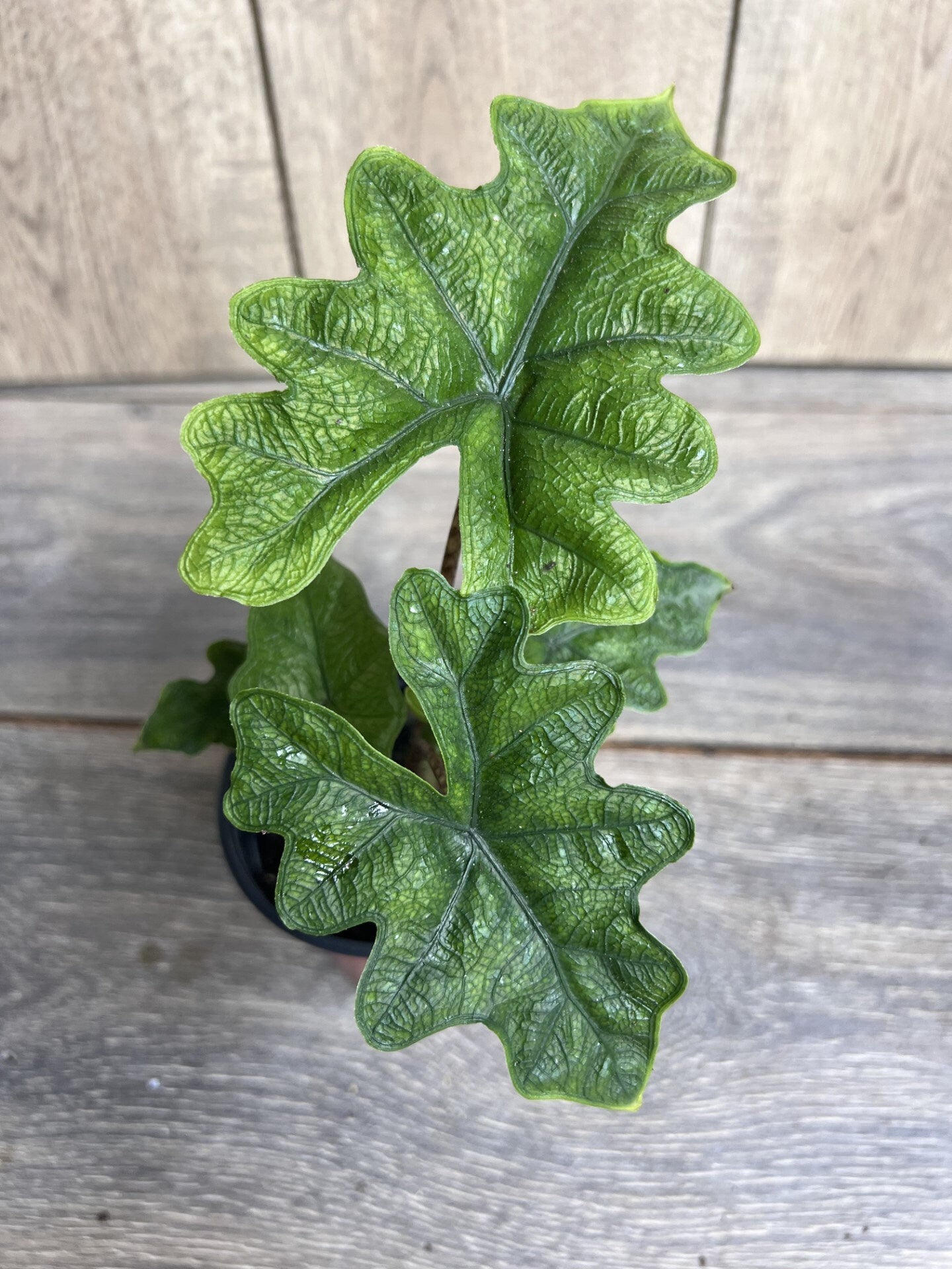 Alocasia jacklyn in 4" Pot, house plant, indoor plant, out door