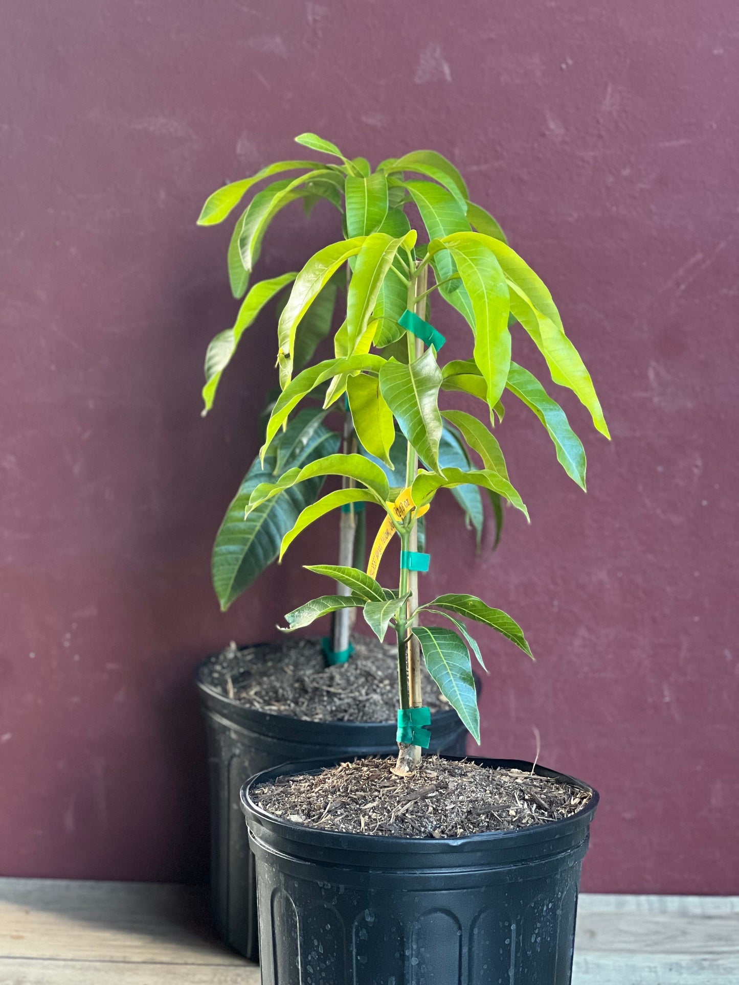 Triple Sec mango , grafted in 3 gallons pot. No Ship to CA and HI