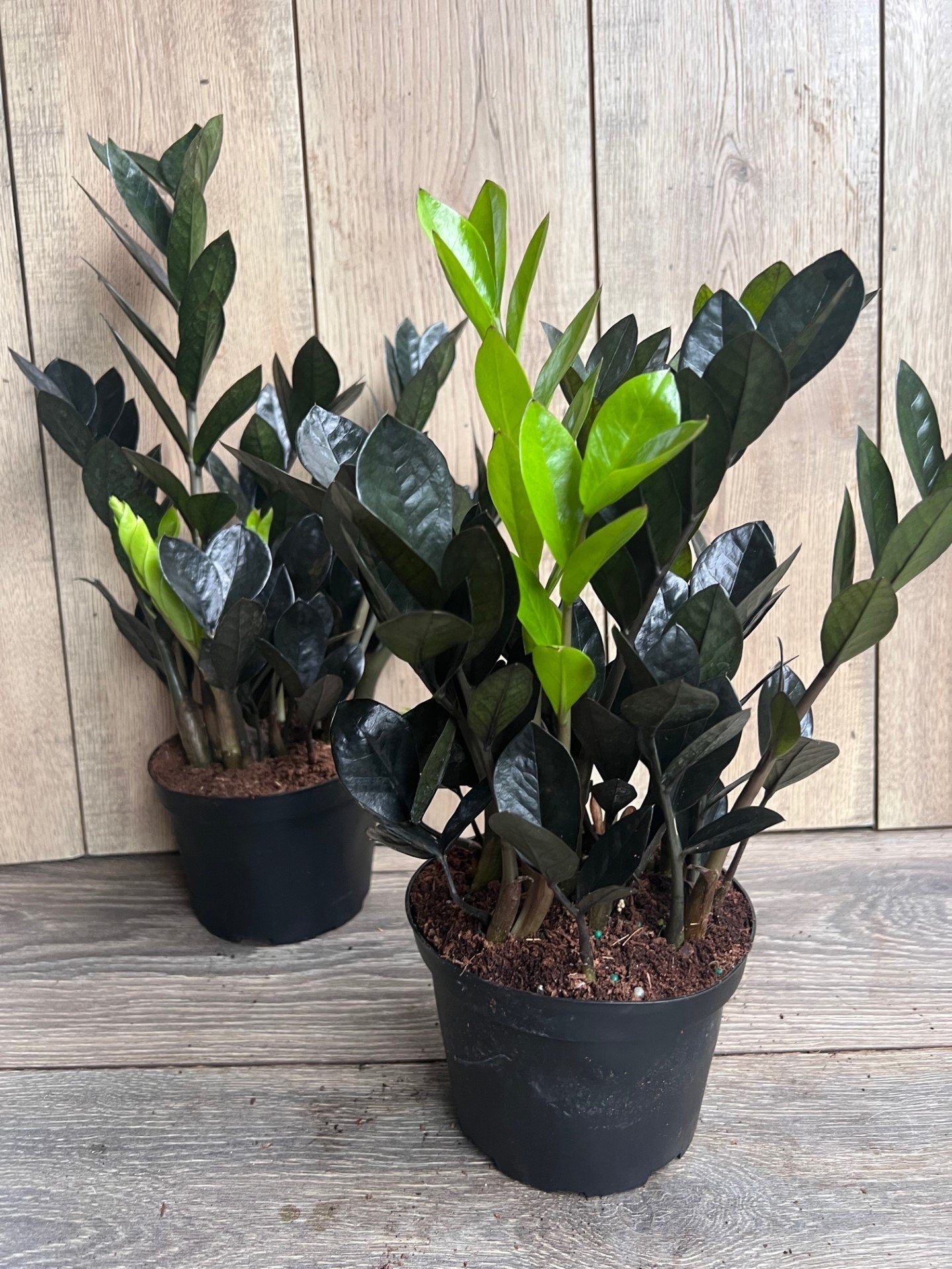 Black Raven ZZ, dark zz plant in 6" pot, Zamioculcas zamiifolia raven