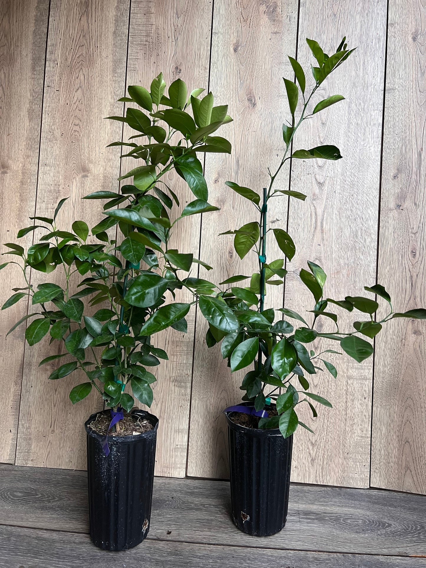 Calamondin , Calamansi , Grafted tree in Half Gallon Pot Tac chua, Florida Shipping Only