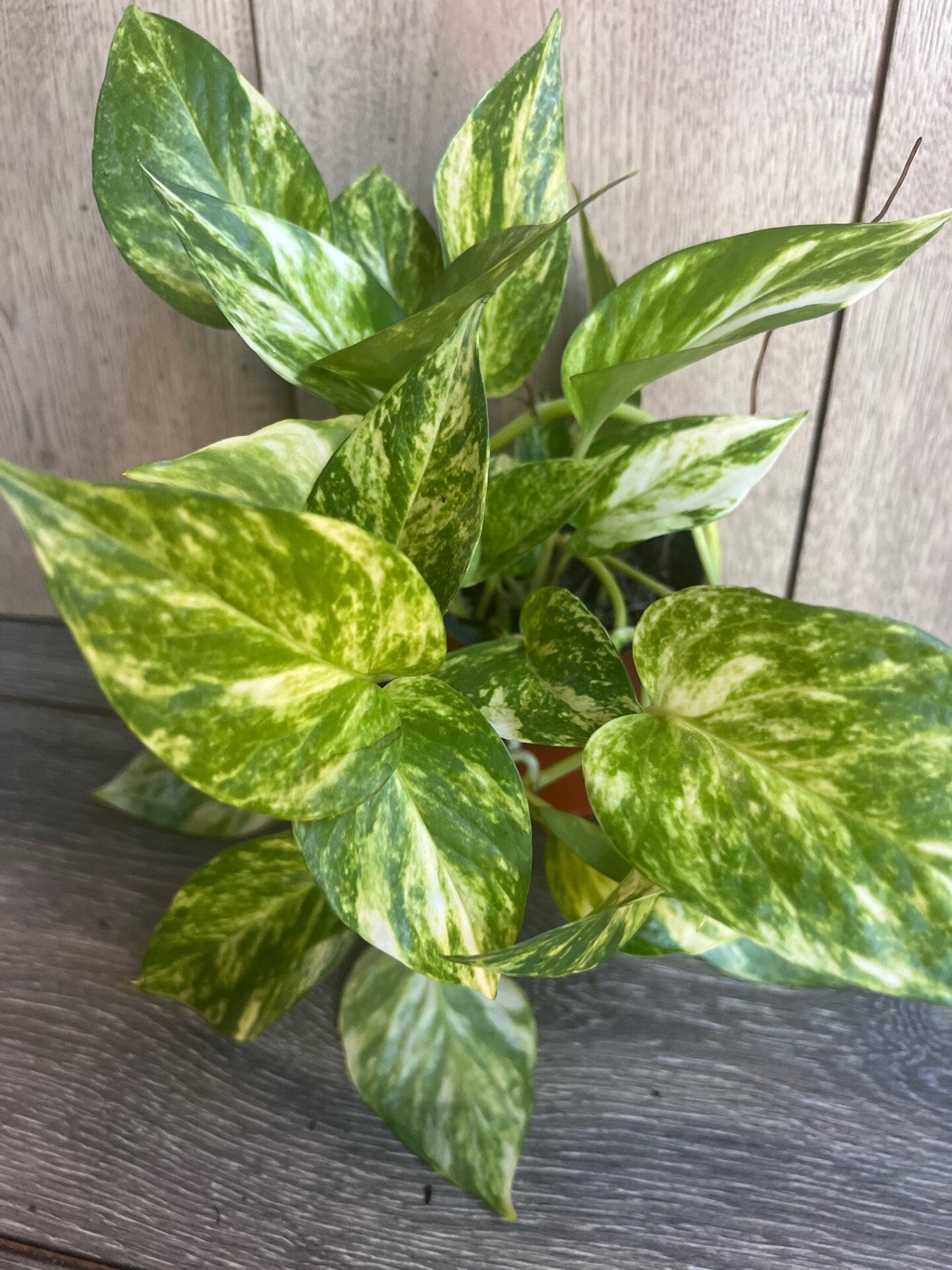 Golden Pothos in 4" Pot. Air purifying,, Live, Air purifyingHouse plant, Devil's Ivy Epipremnum Aureum