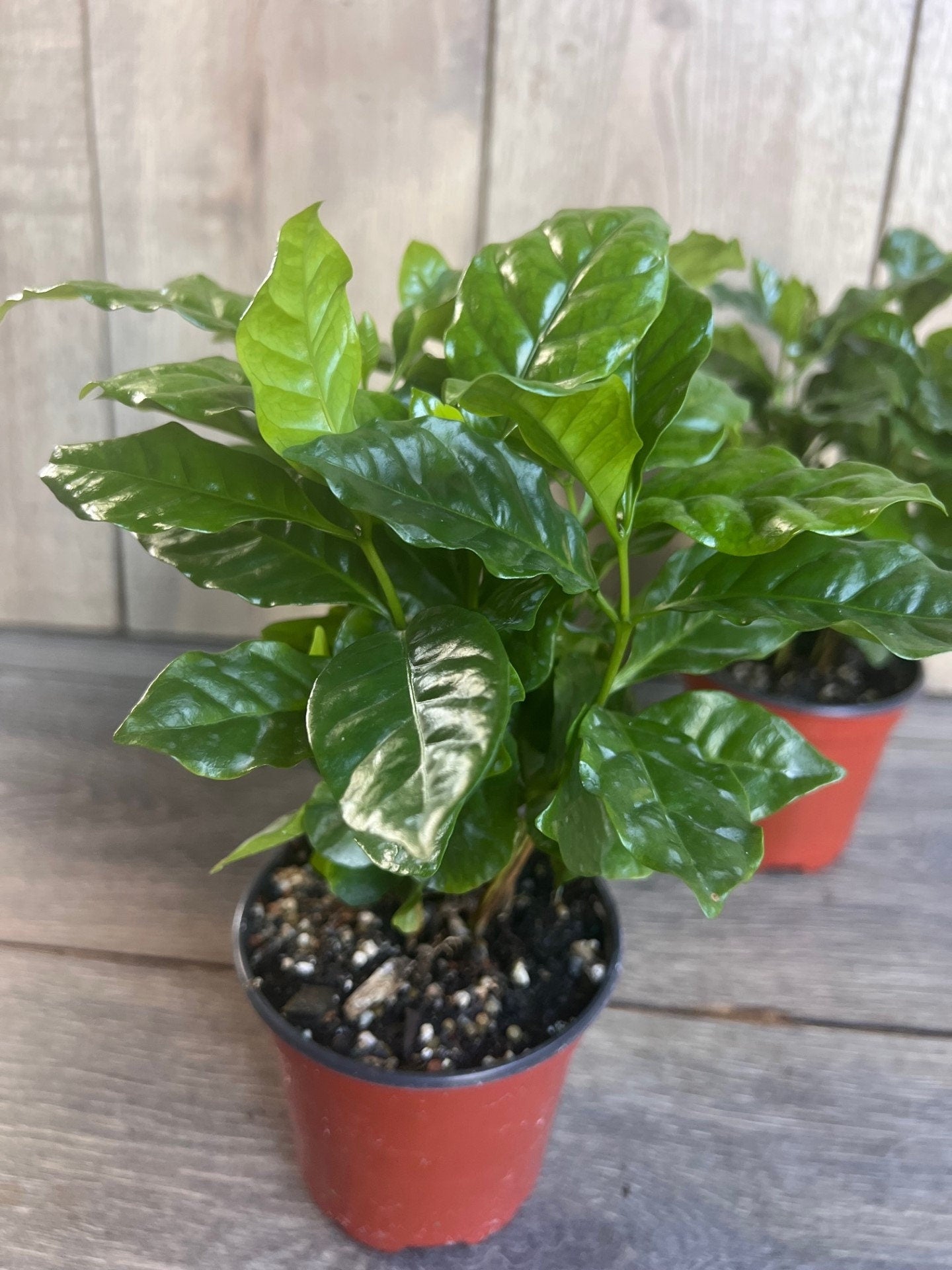 Arabica Coffee Plant - 4" Pot