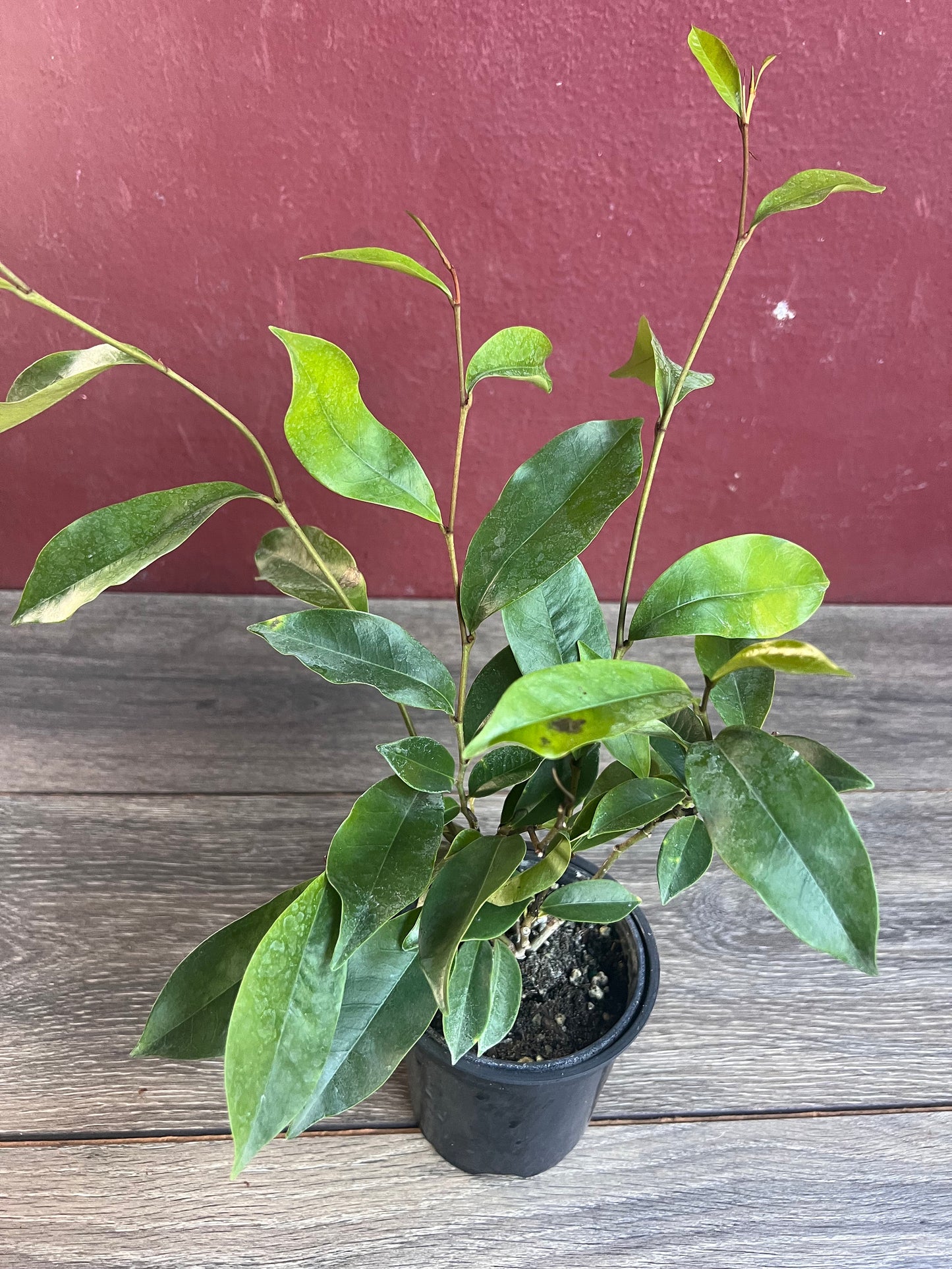 Magnolia figo, Michelia figo – Banana shrub in 4" Pot