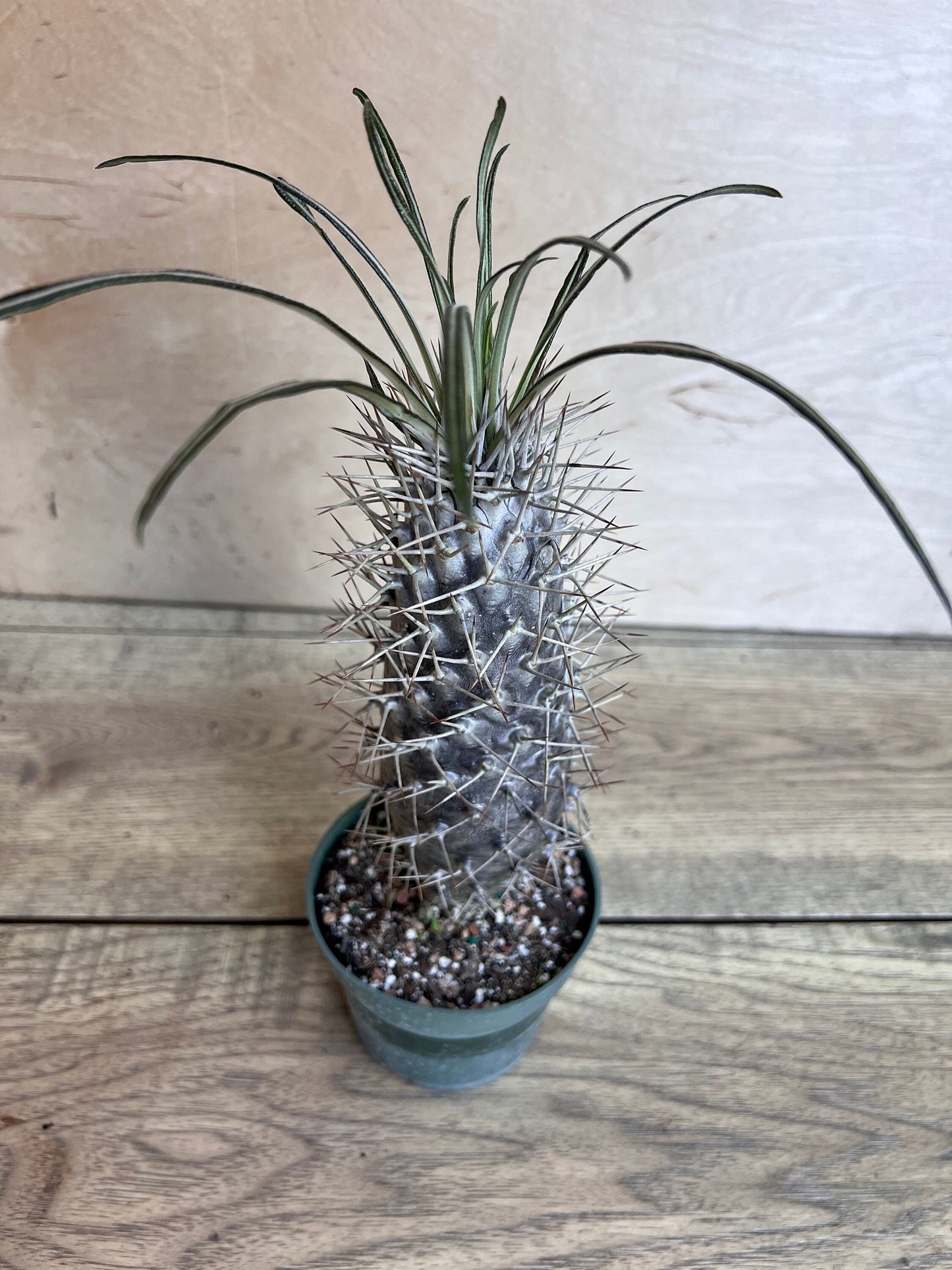 Madagascar Palm Tree in 4" Pot Lamerei Plant, Succulent