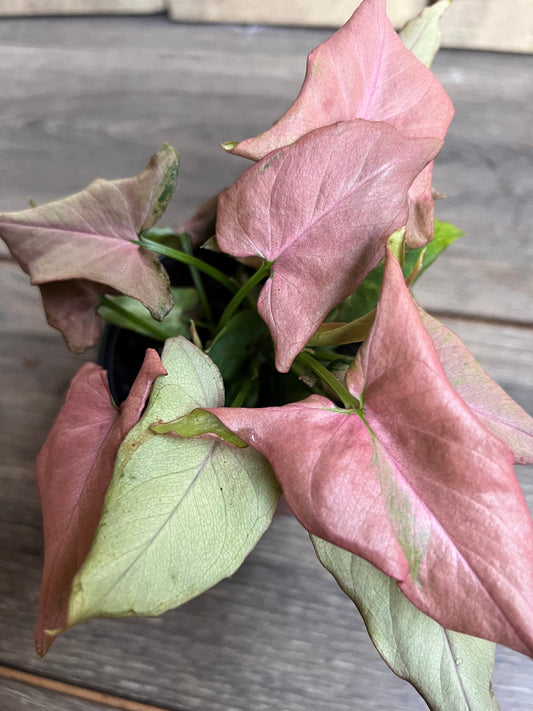 Syngonium Pink schott, Pink Perfection in 4' Pot