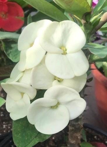 Crown of Thorns, White in 6" Pot, Euphorbia milii