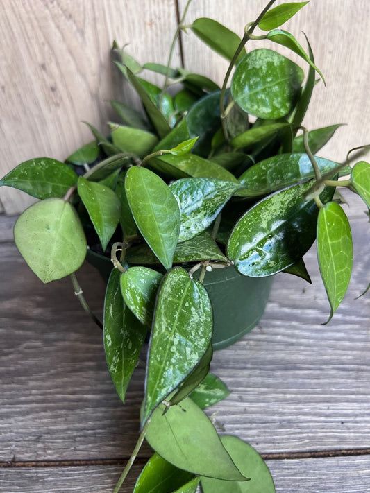 Hoya Black Margin 6" Pot