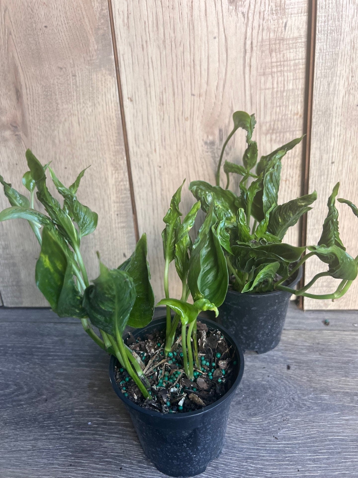 Epipremnum Aureum 'Shangri La' in 4 inches pot
