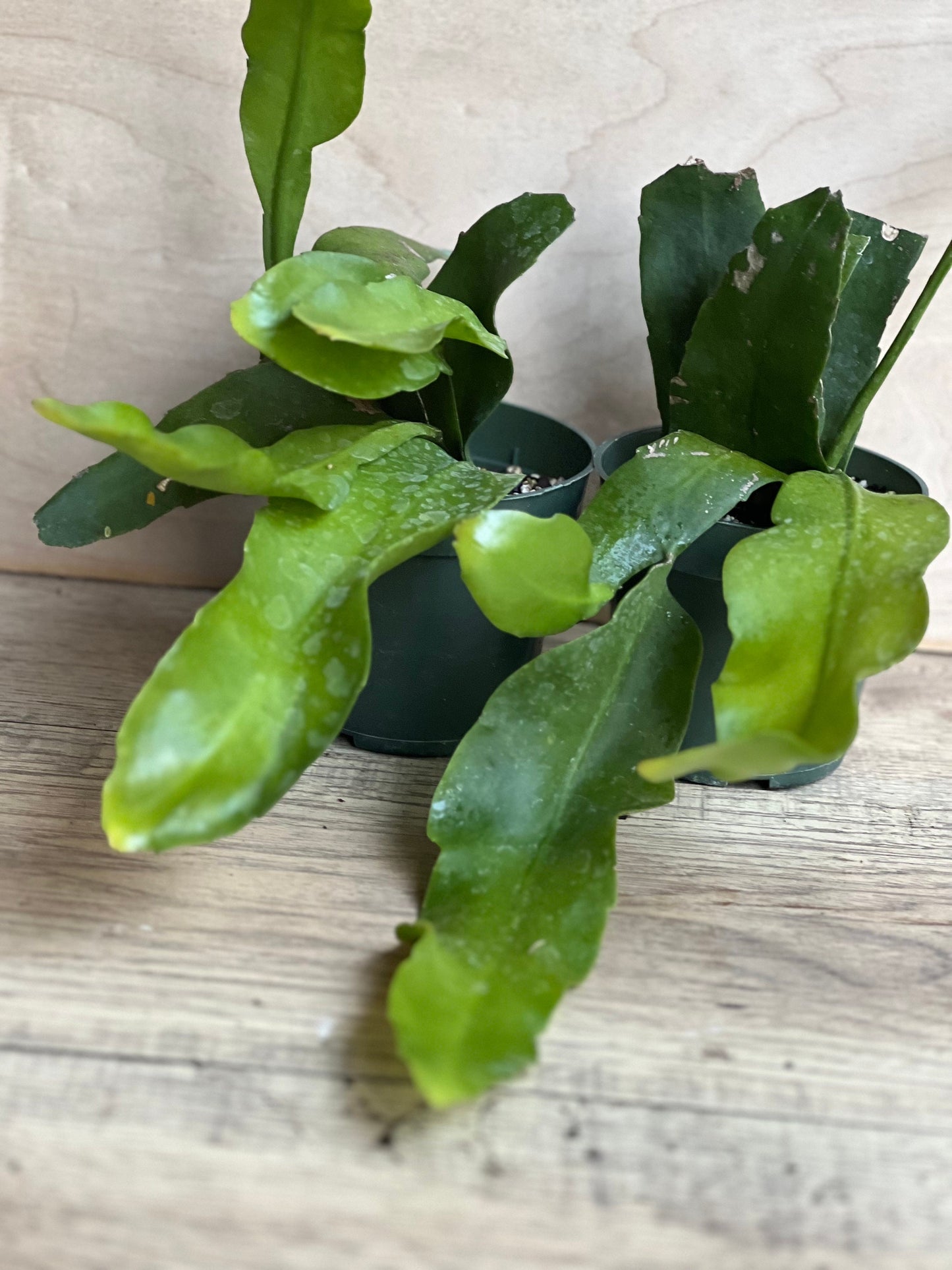 Epiphyllum oxypetalum , Night Blooming Cactus, orchid in 4" Pot, Queen of the night
