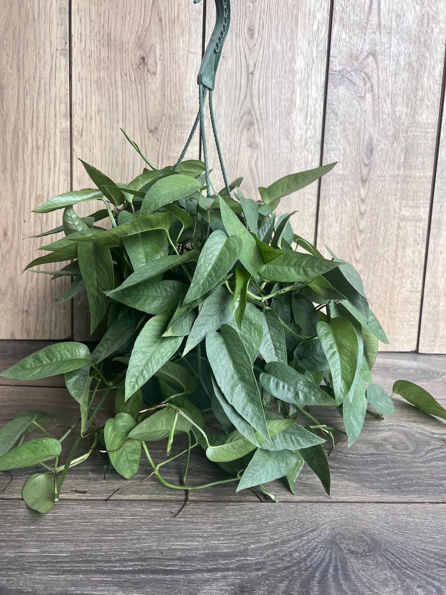 Cebu Blue Pothos in 8"HB Pot