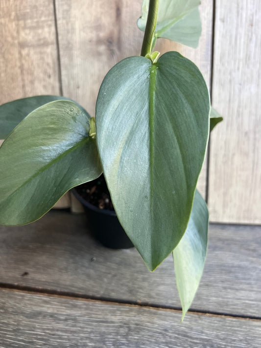 Philodendron SIlver Swords, Philodendron Hastatum in 4" pot