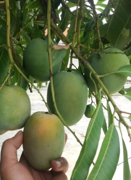 Sugar Loaf Mango Tree. grafted in 3 gallons pot, No Ship to CA and HI