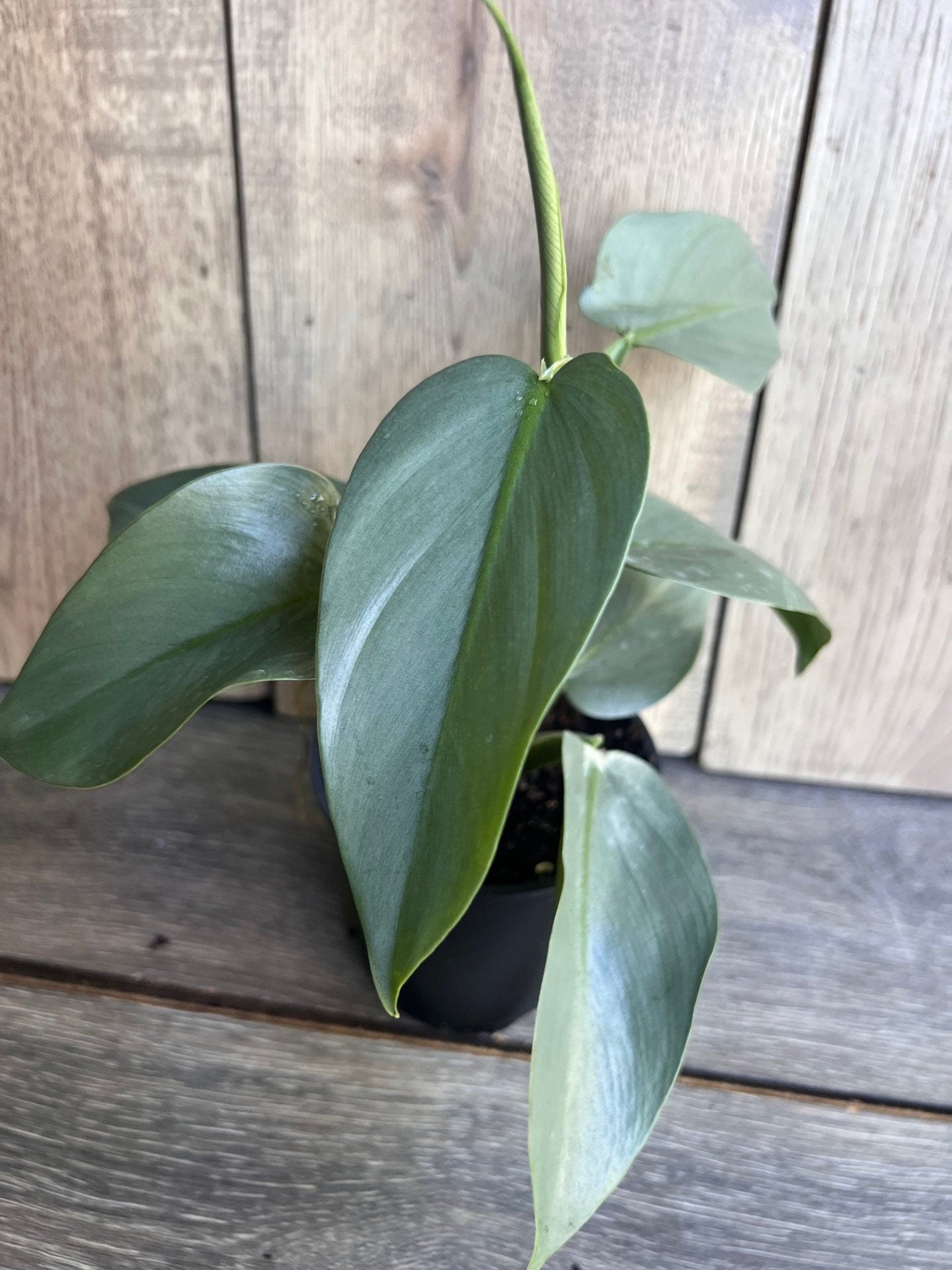 Philodendron SIlver Swords, Philodendron Hastatum in 4" pot