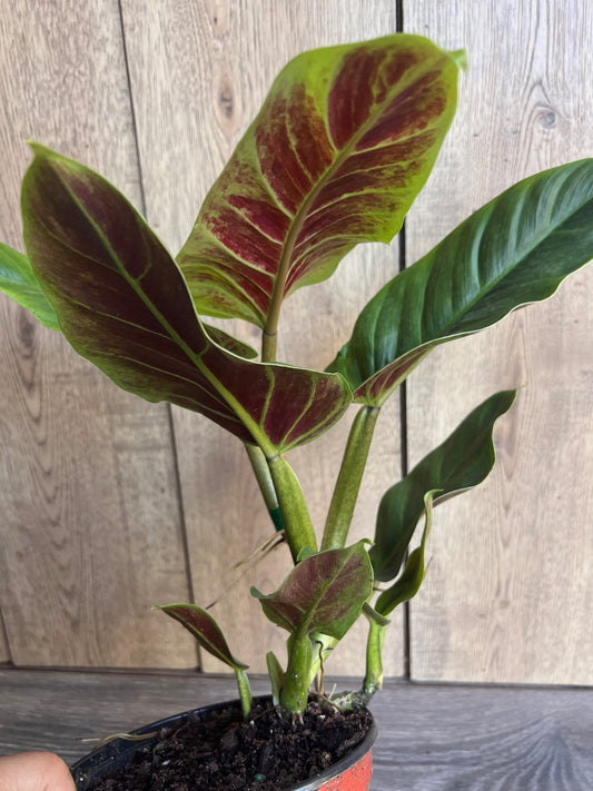 Philodendron Subhastatum  in 6" Pot
