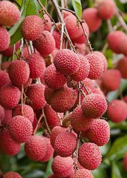 Brewster Lychee in 10" Pot, 3 to 4 Ft tall, grafted,No Ship to HI