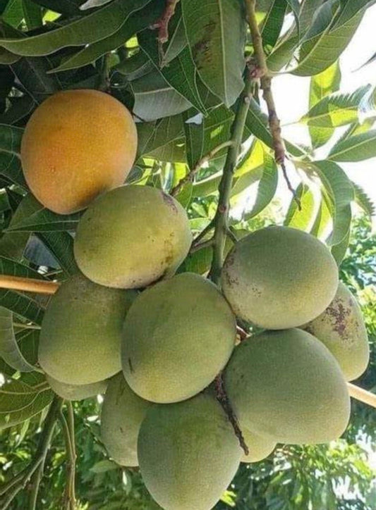 Fruit Punch Mango Tree, grafted in 3 gallons pot, No Ship to CA and HI