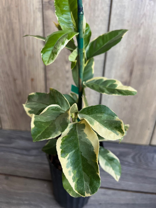 Variegated Pink Lemon in half Gallon Pot, air layered,  Florida Shipping Only