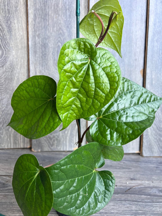 Betel Leaf Plant, Piper Betel in 4" Pot , Daun Sirih Plant ,