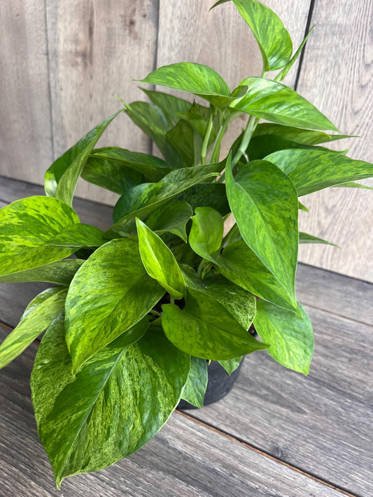 Jessenia pothos in 6", Epipremnum aureum 'Jessenia