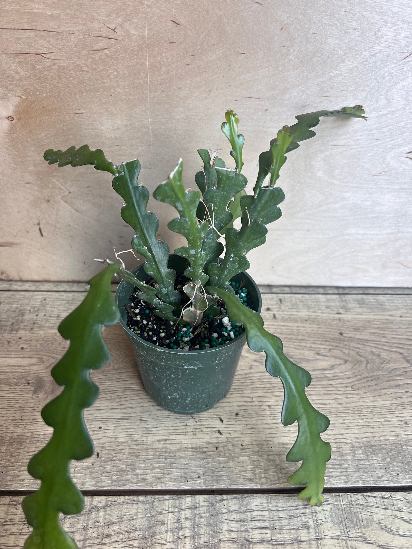 Anguliger Ric Rac Cactus, Epiphyllum , Zig Zag Cactus -in 4" Pot