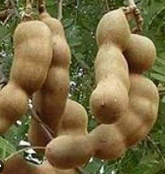 Tamarind tree, Tamarindus indica in 3 gallon Pot, Pohon Asem