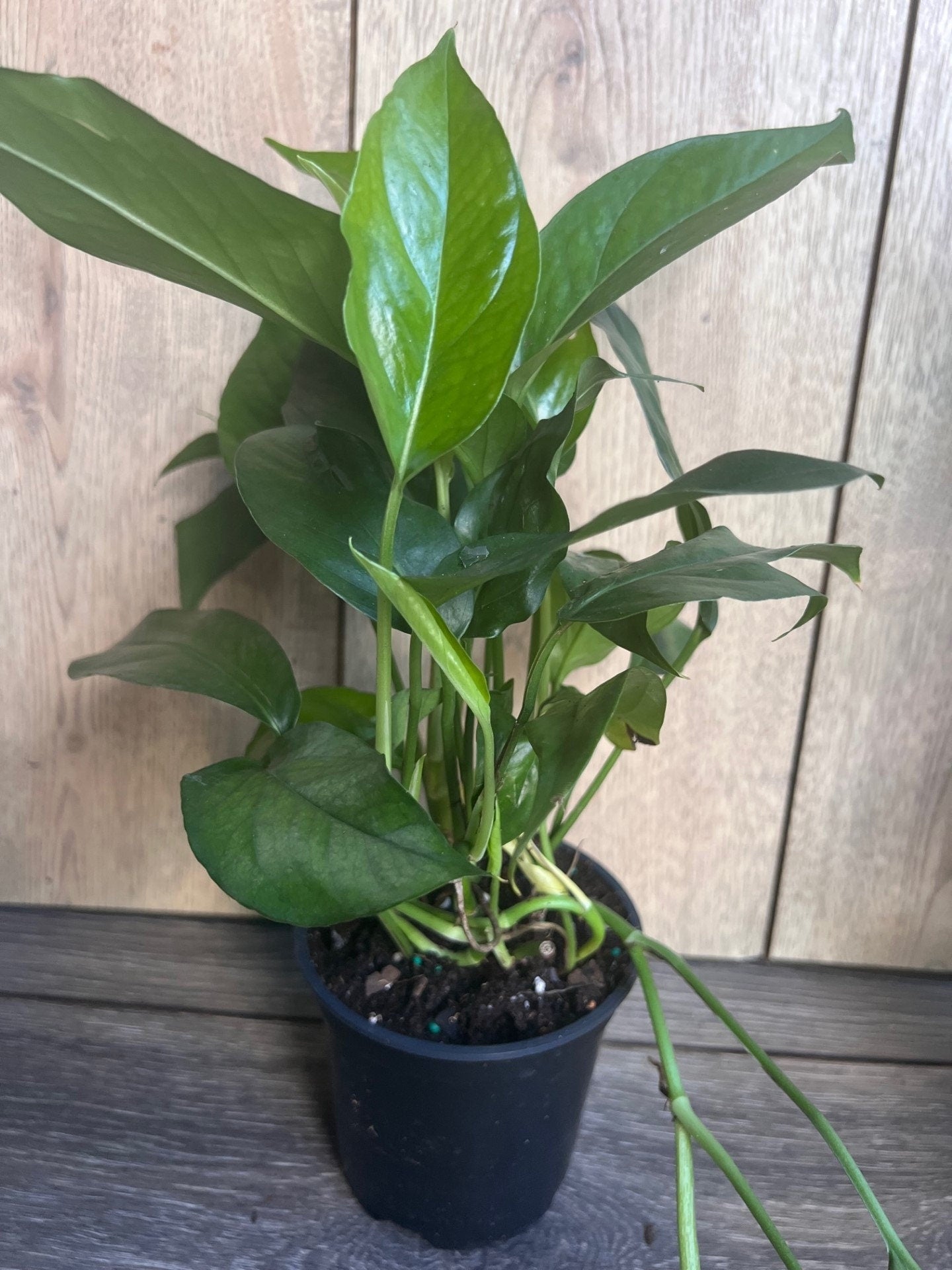 Baltic Blue Pothos, Epipremnum pinnatum in 4" Pot